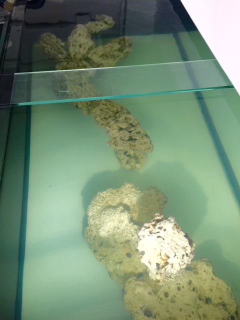 Inbetriebnahme neues Becken... erbitte euren Rat ! - Meerwasser ...