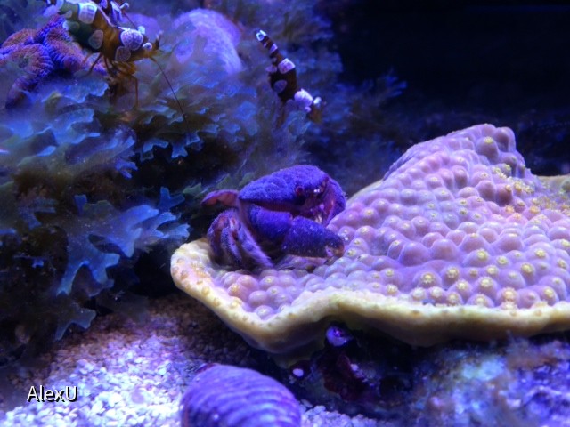 Meine kleine Actaeodes tomentosus