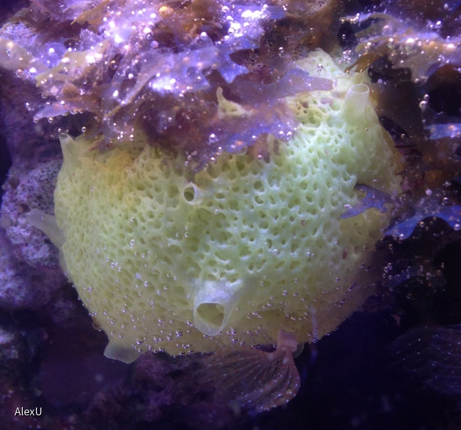 Clathrina coriacea, gitterkalkschwamm