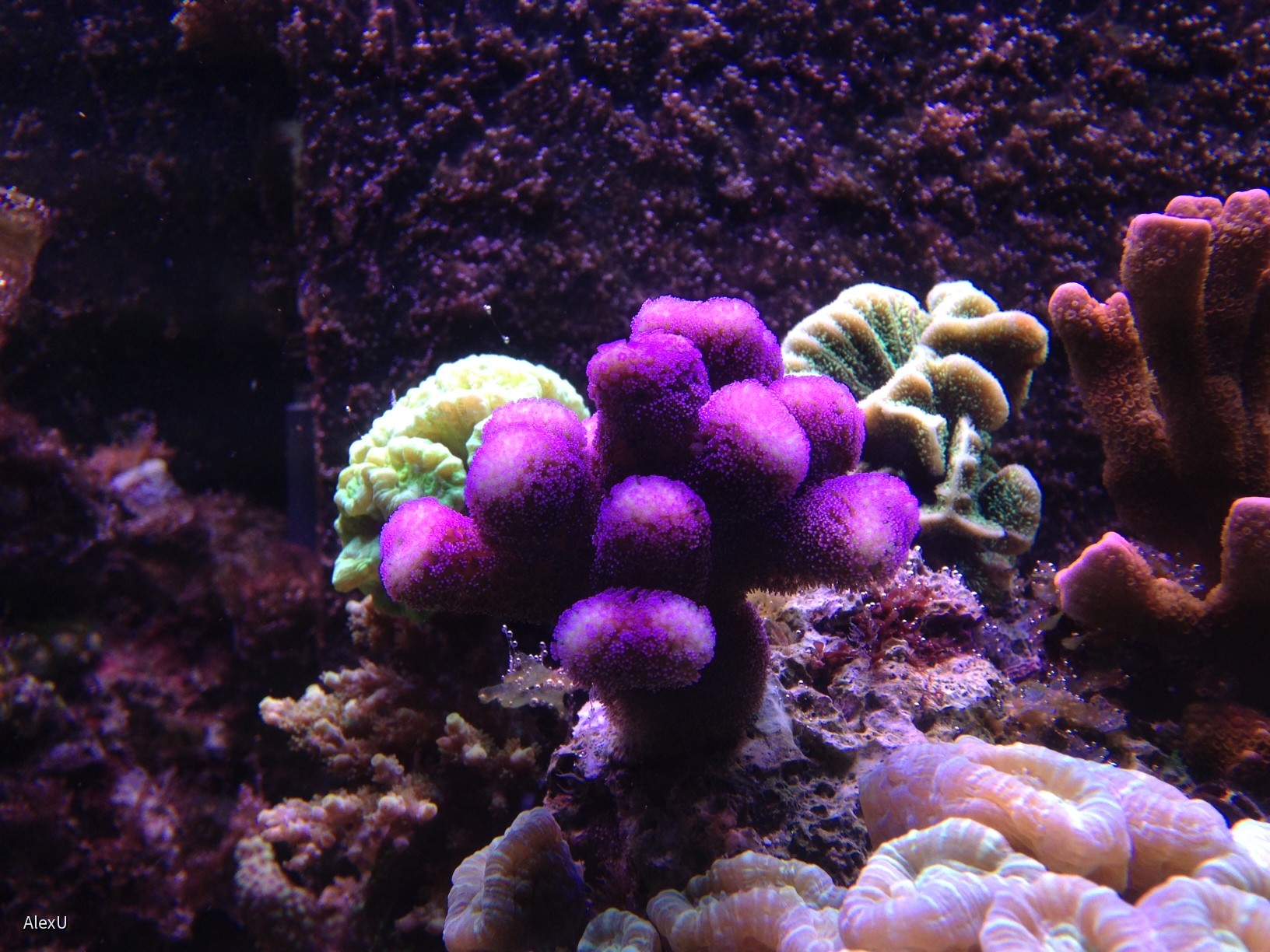 Stylopora pistillata
