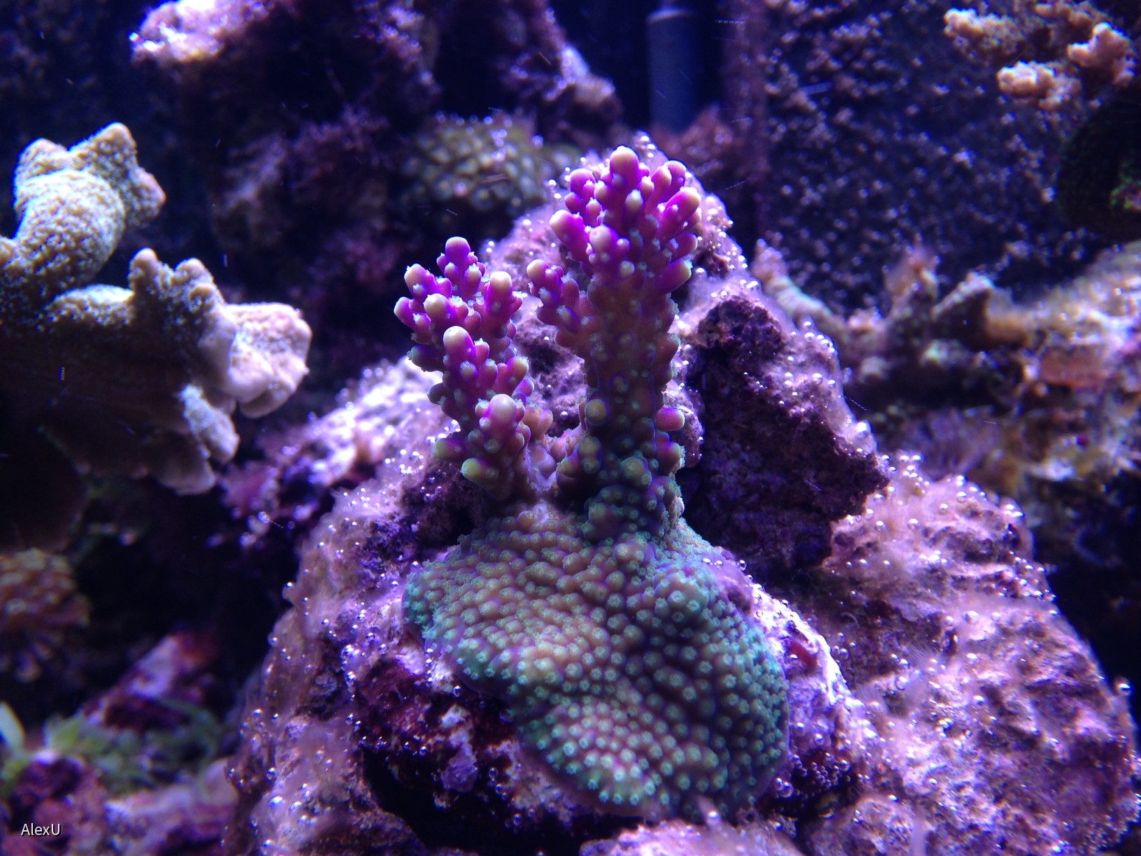Acropora valida
