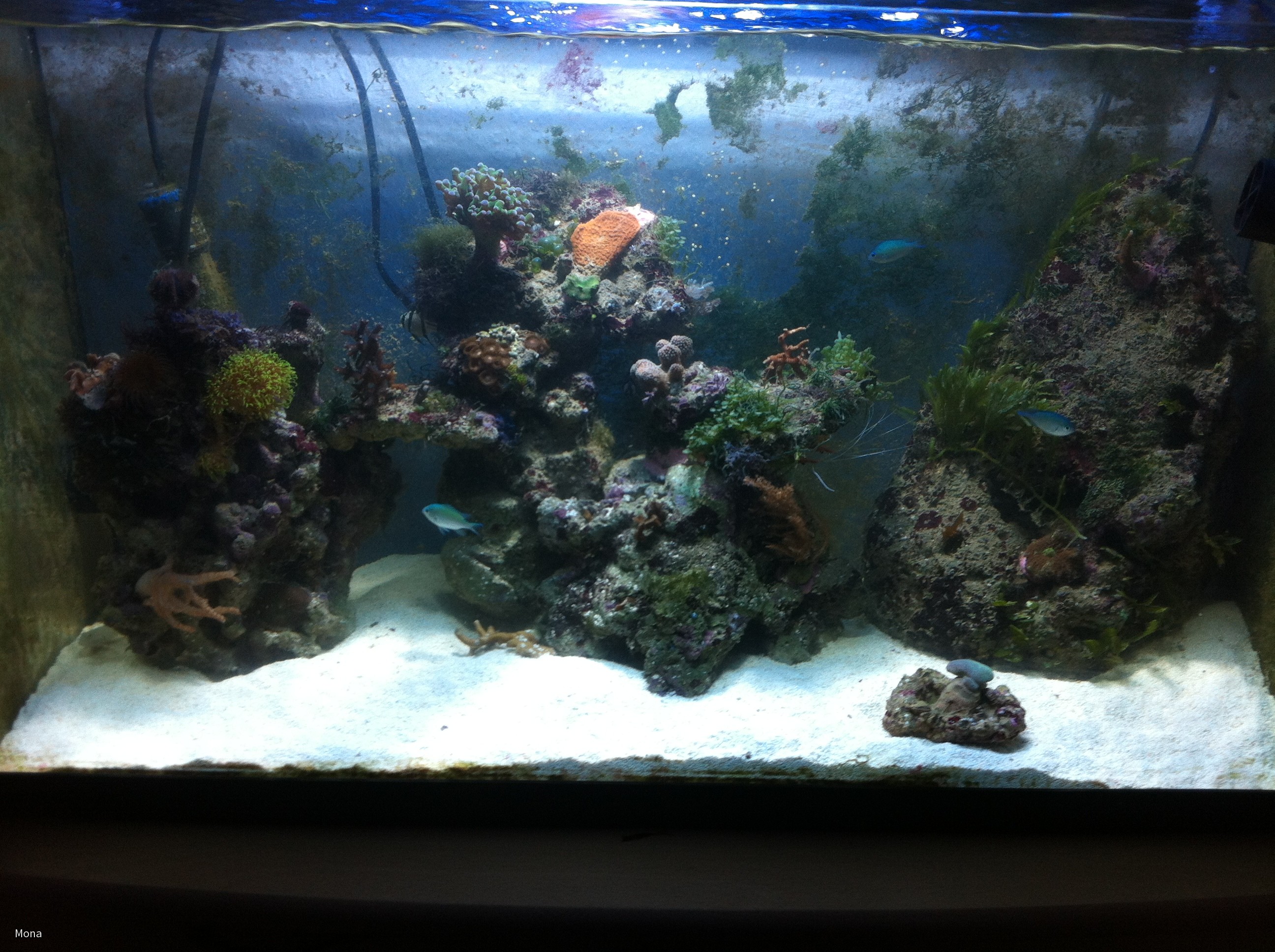 Meine Aquarien