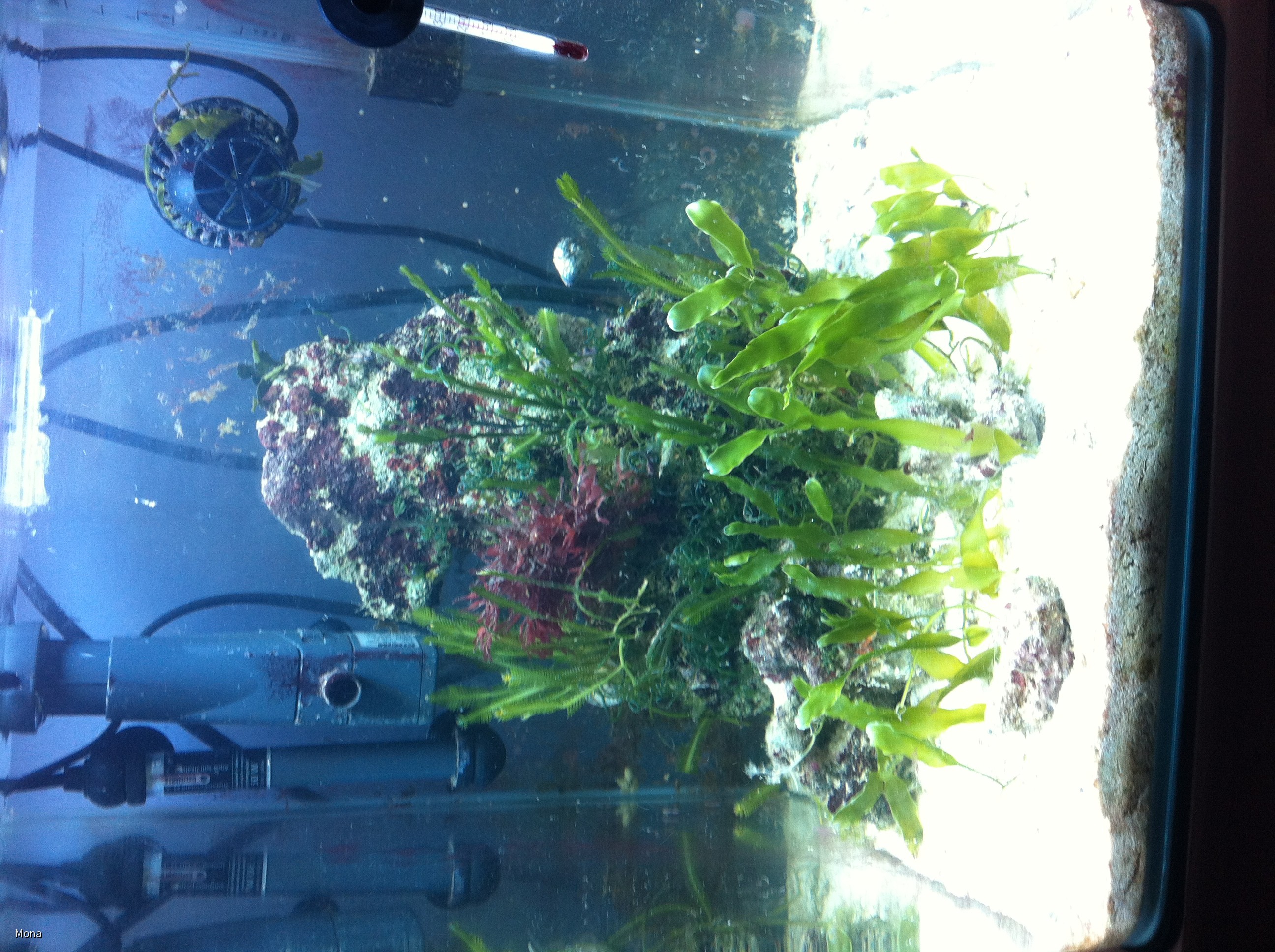 Meine Aquarien