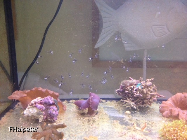 Foto_5