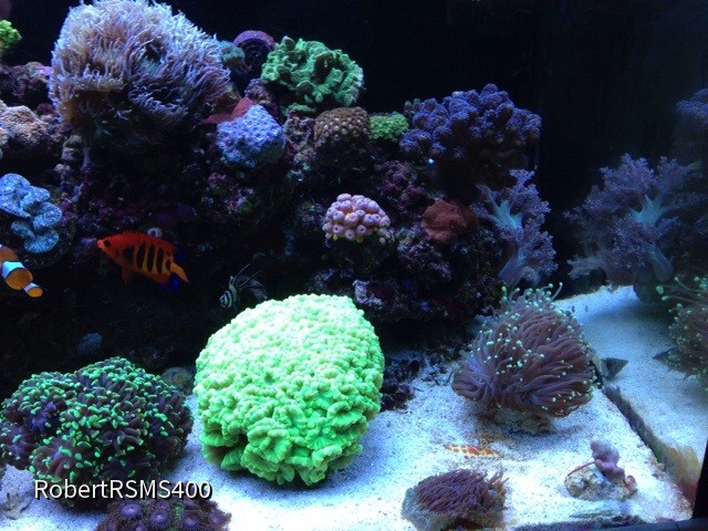 Red Sea max s 400
