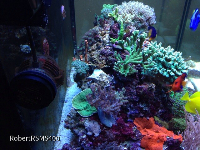 Red Sea max s 400