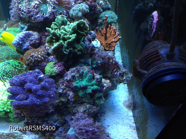 Red Sea max s 400