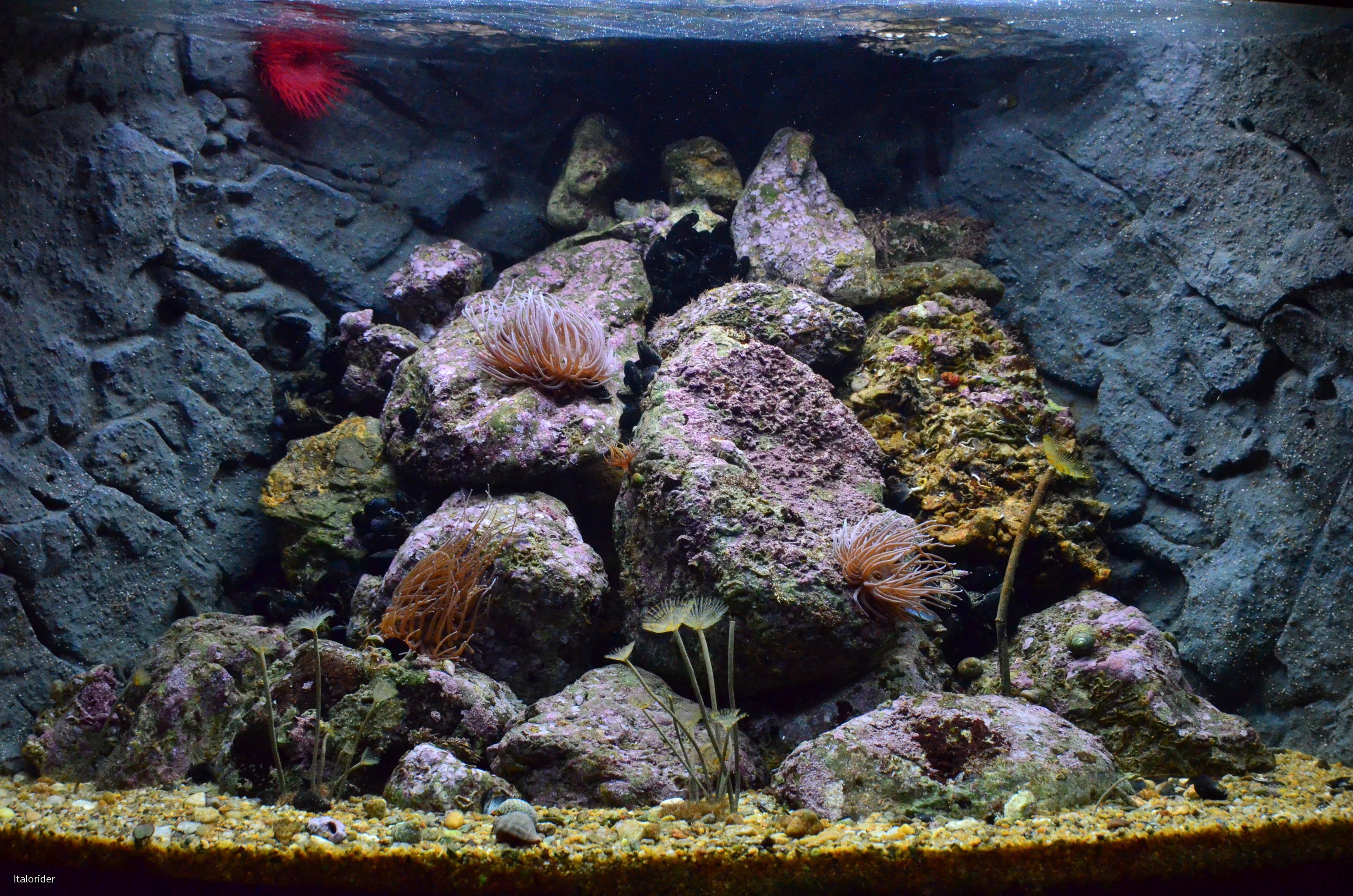 Ligurienaquarium- Ein echtes Stück Mittelmeer!