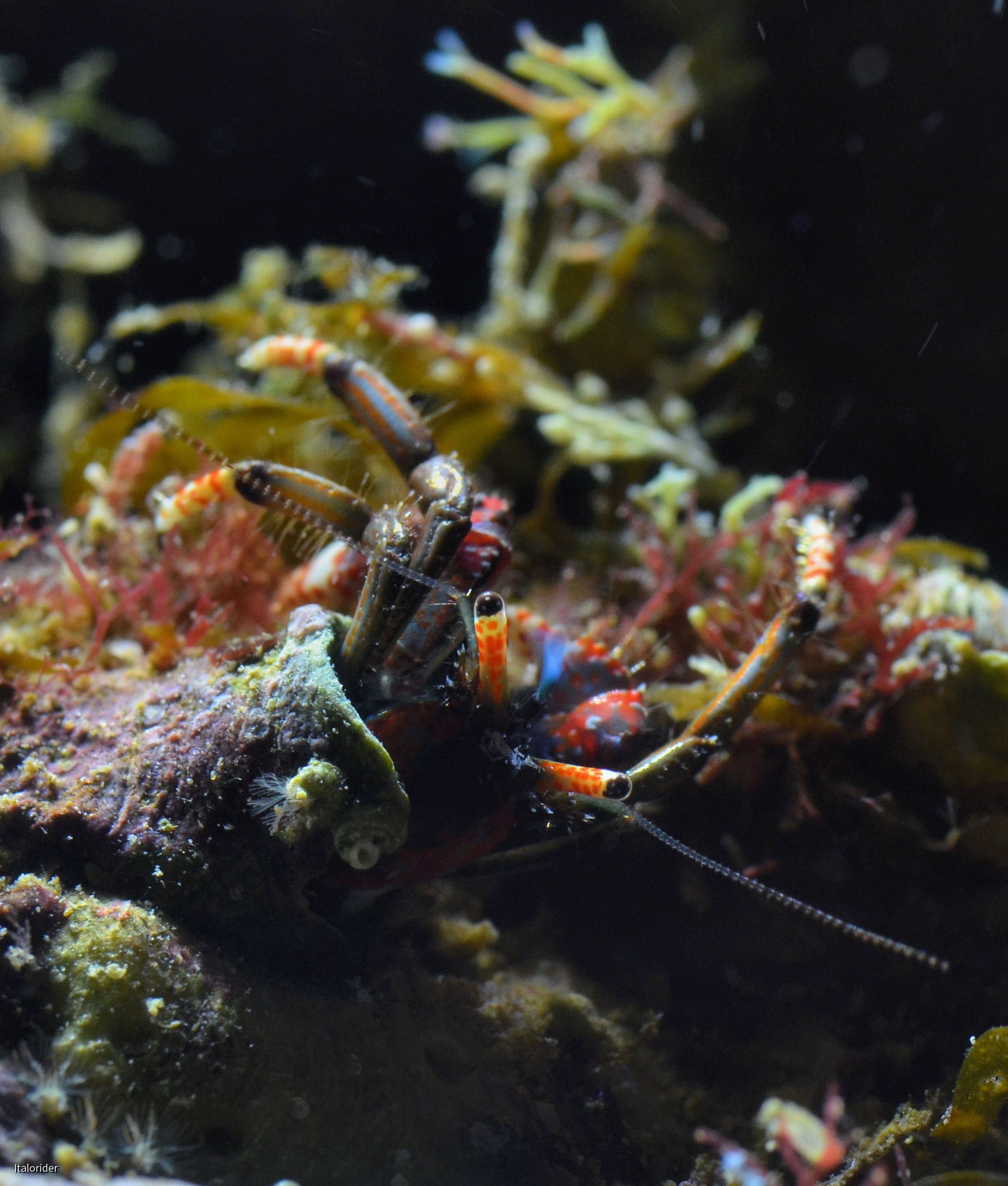 Im Ligurienbecken: Calcinus tubularis