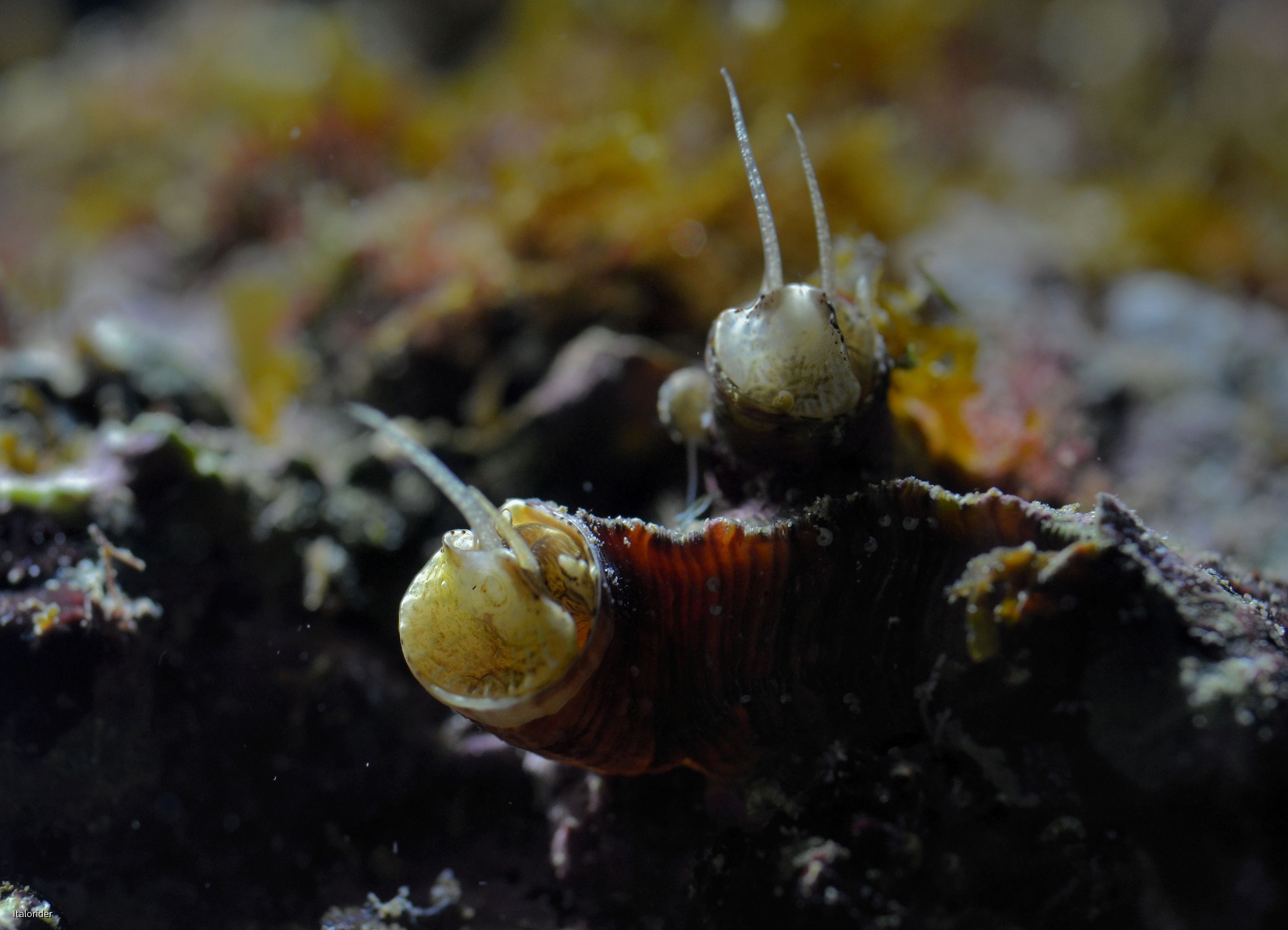 Ligurienbecken: Wurmschnecke