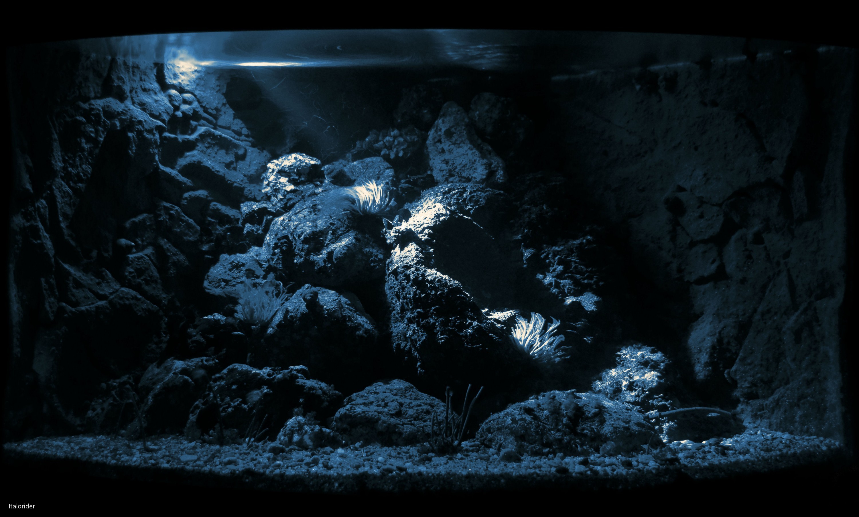 Ligurienaquarium: Mondlicht