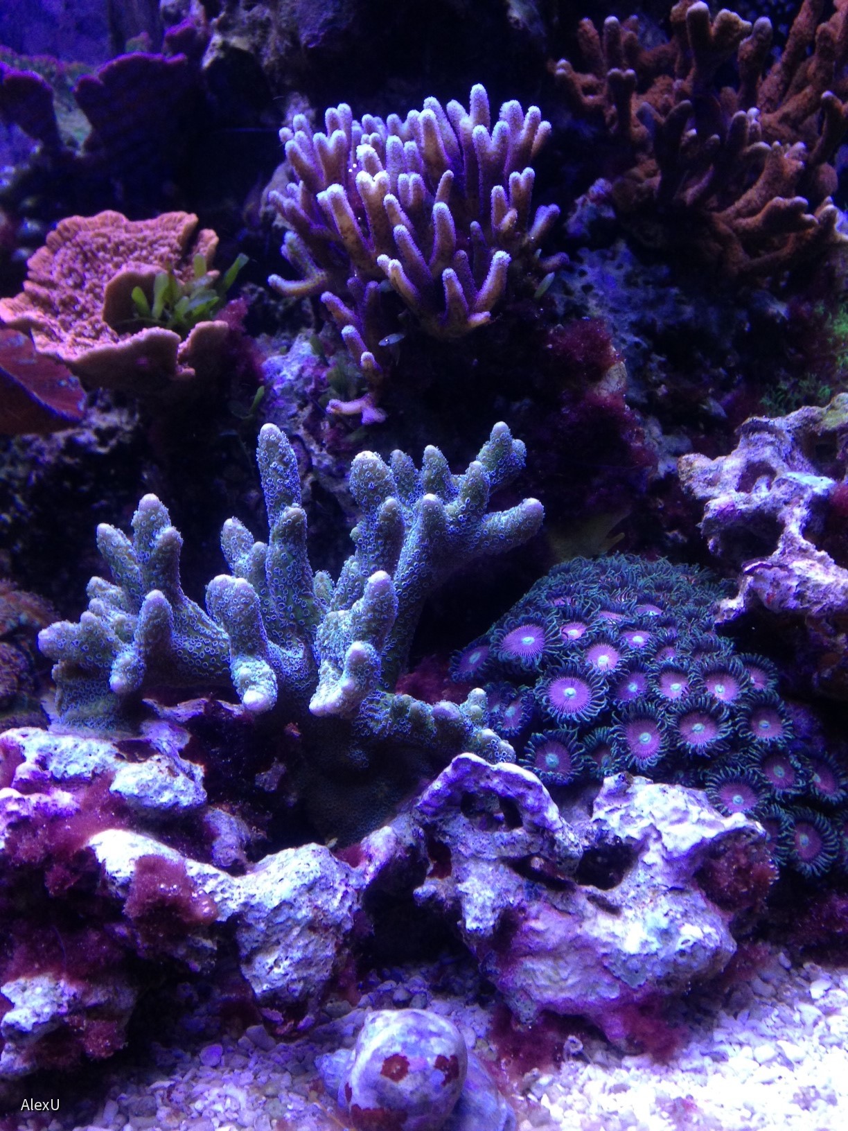 Foto(14)