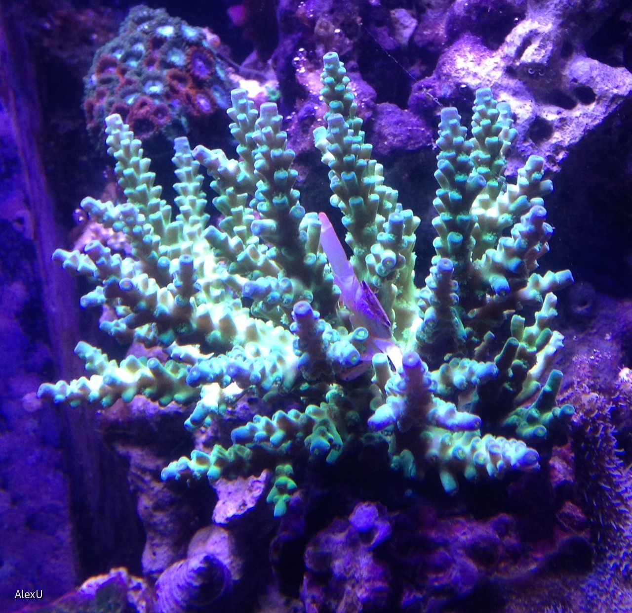 Foto(15)