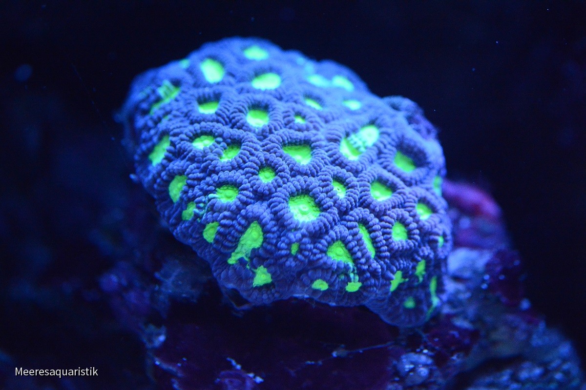 Macros