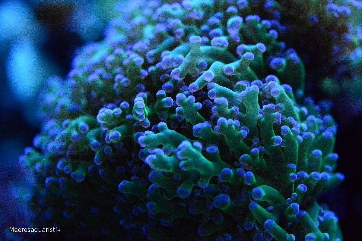 Macros
