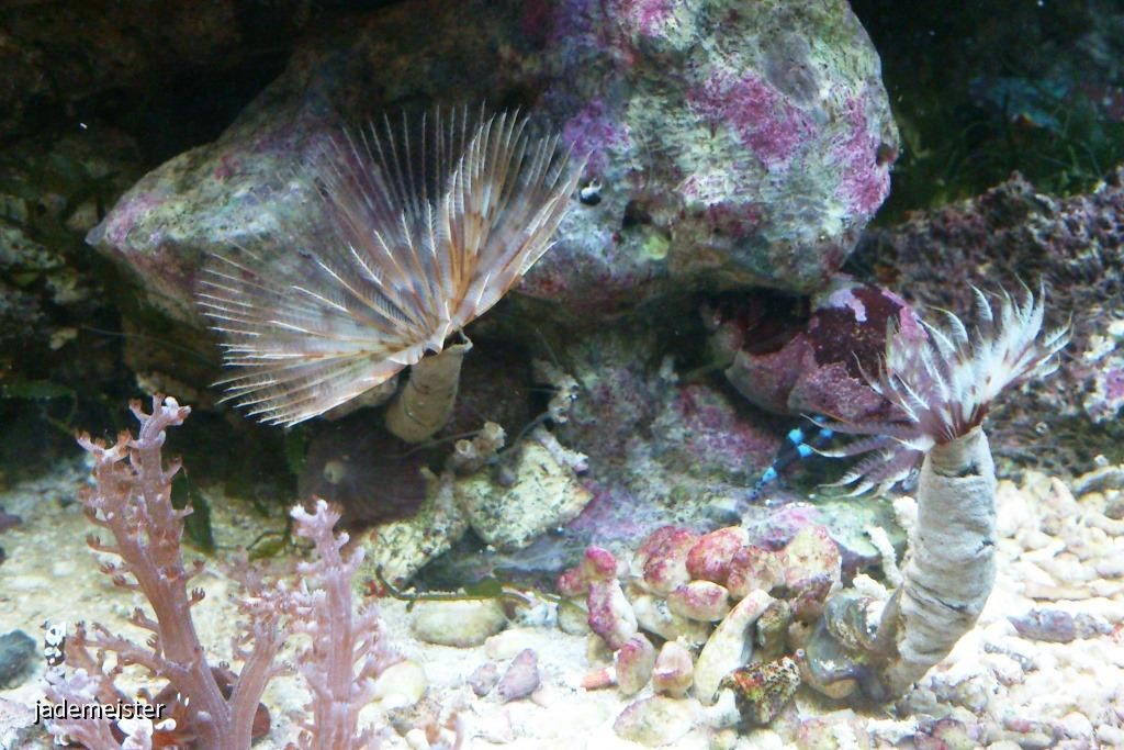 40L Nanobecken