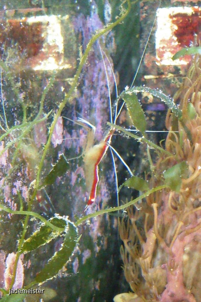 40L Nanobecken