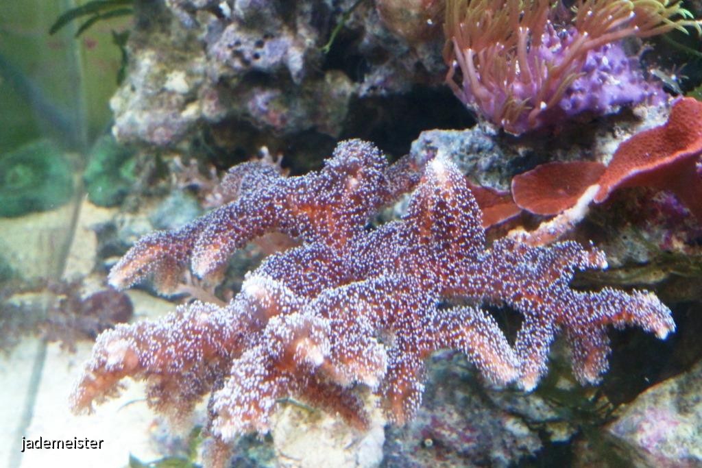 40L Nanobecken