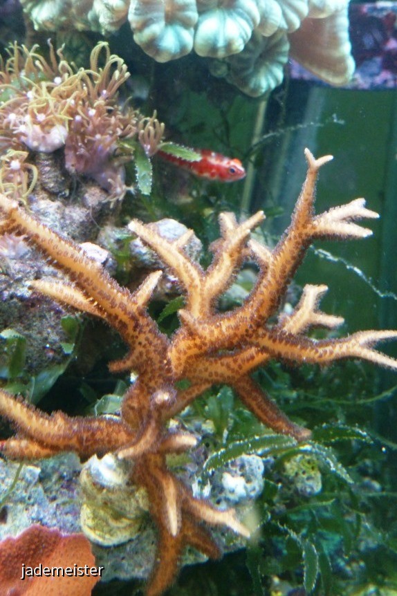 40L Nanobecken