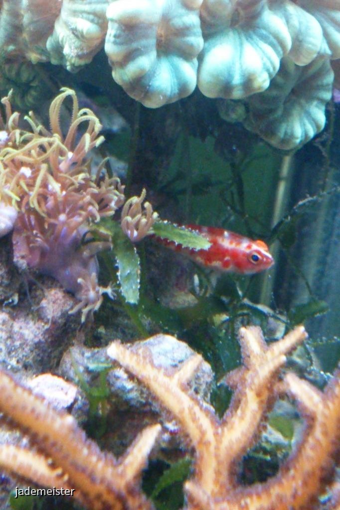 40L Nanobecken