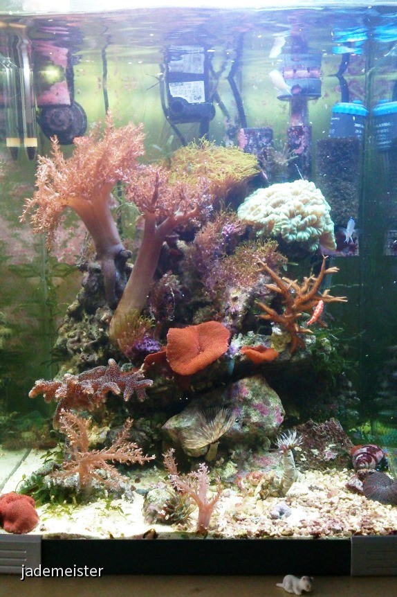 40L Nanobecken