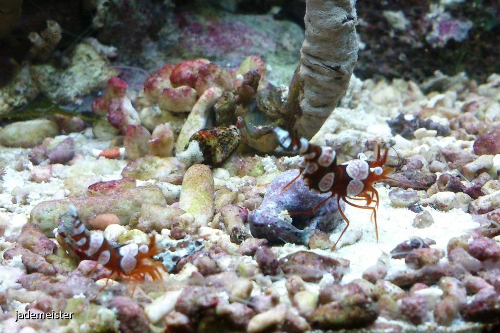 40L Nanobecken