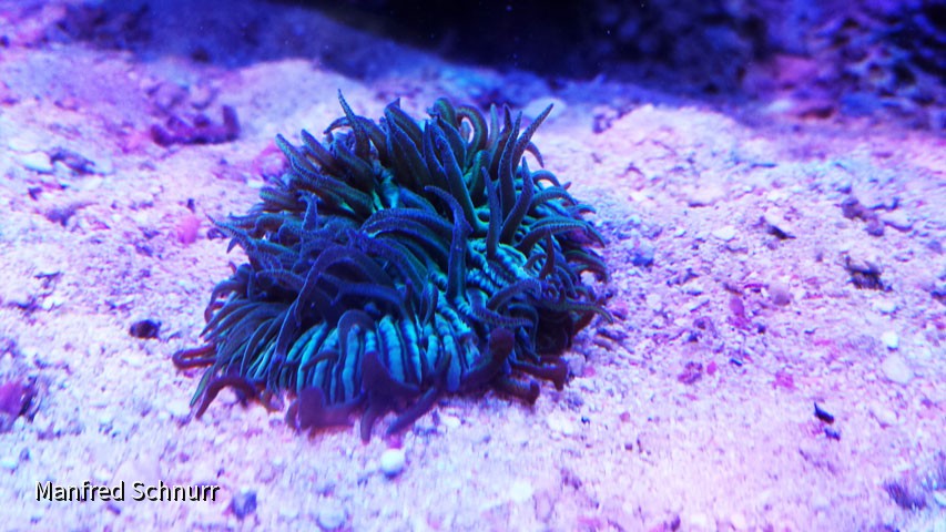 Fungie_1_2015-04-04 - Kopie