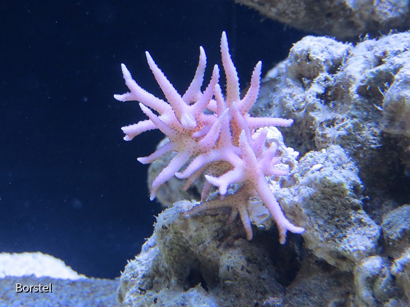 hystrix