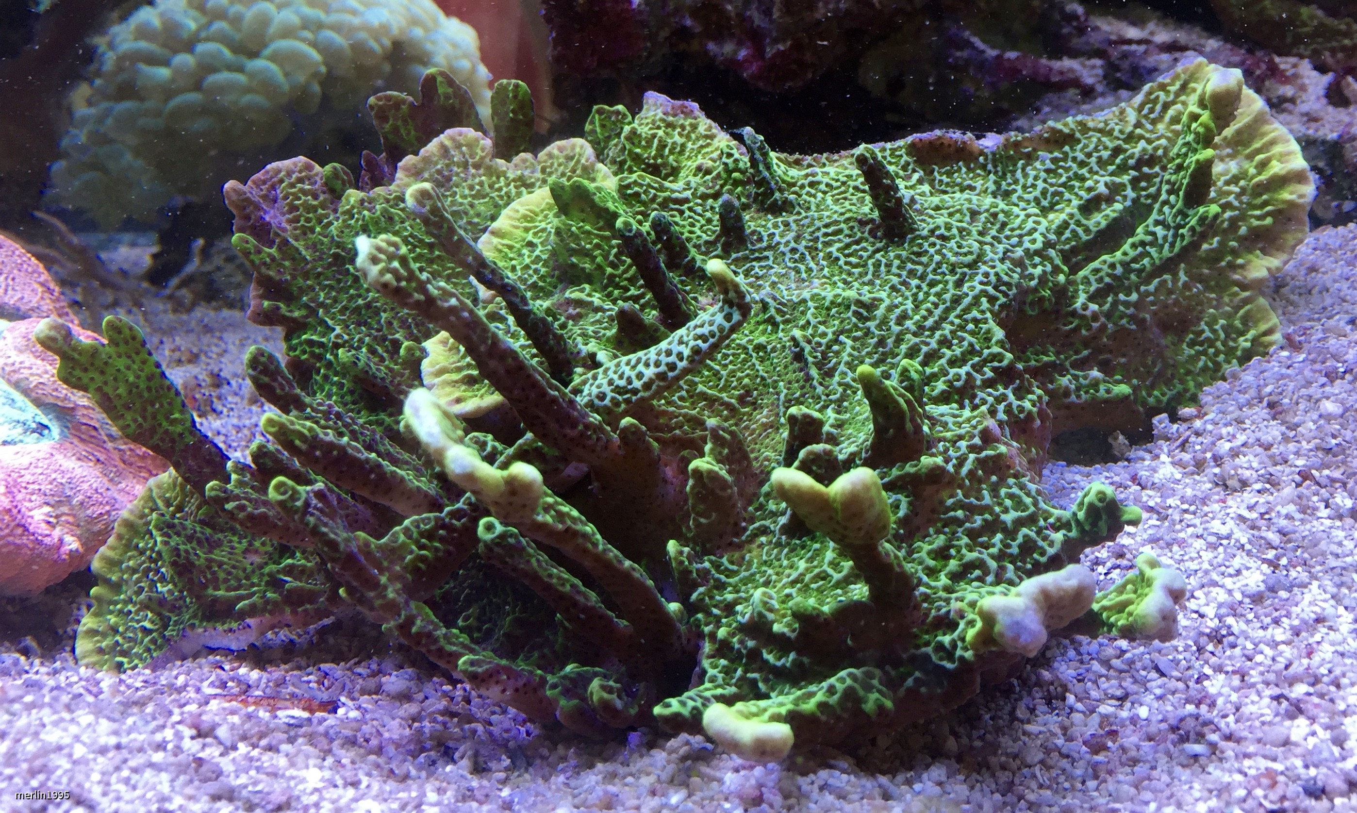 Montipora confusa