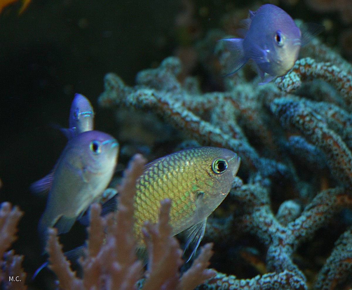 Chromis_Sep2015
