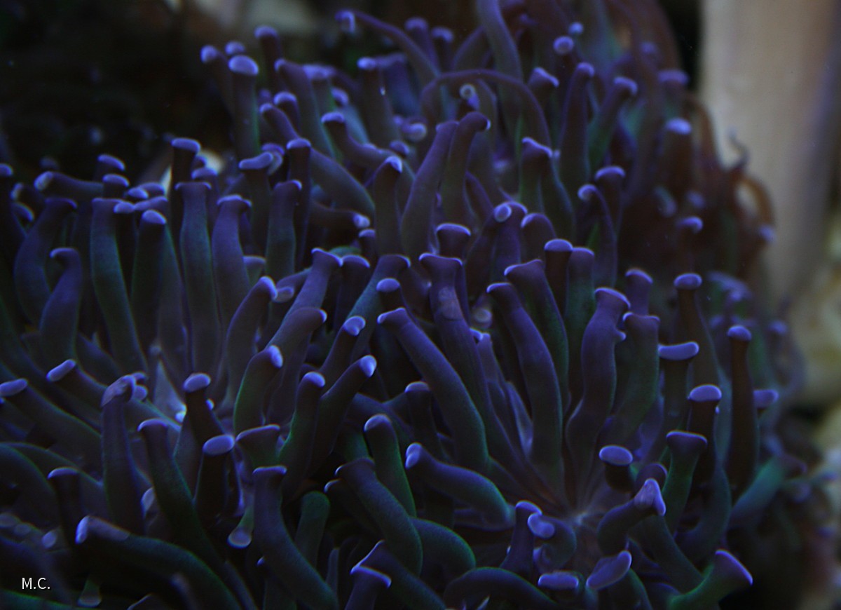 Euphyllia_Sep2015