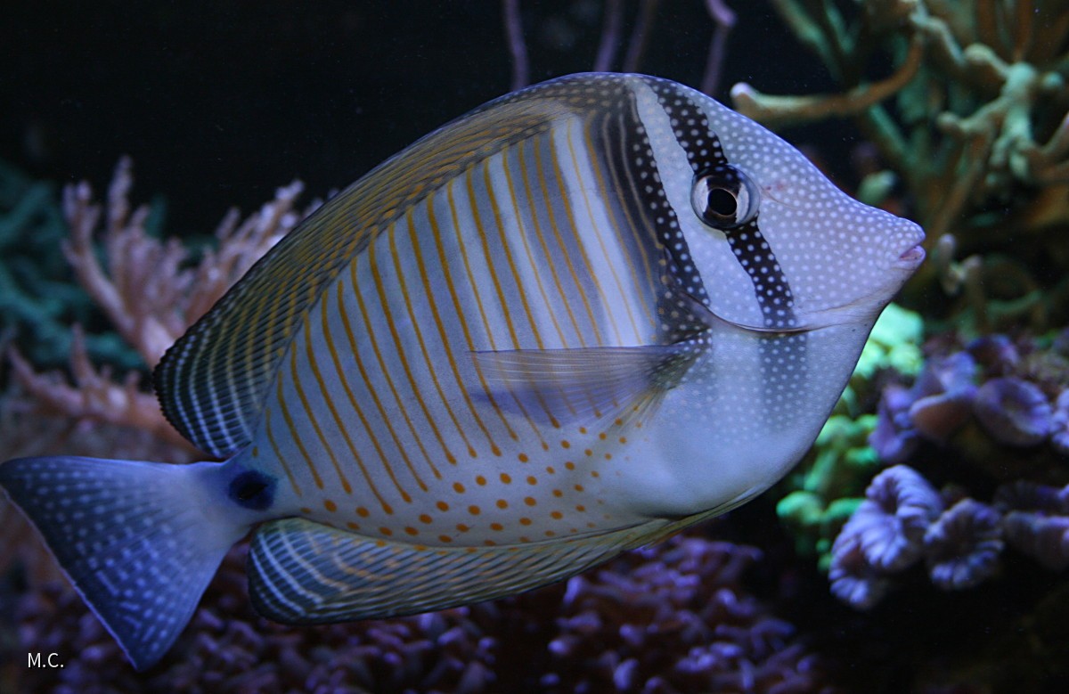 Zebrasoma_Sep2015