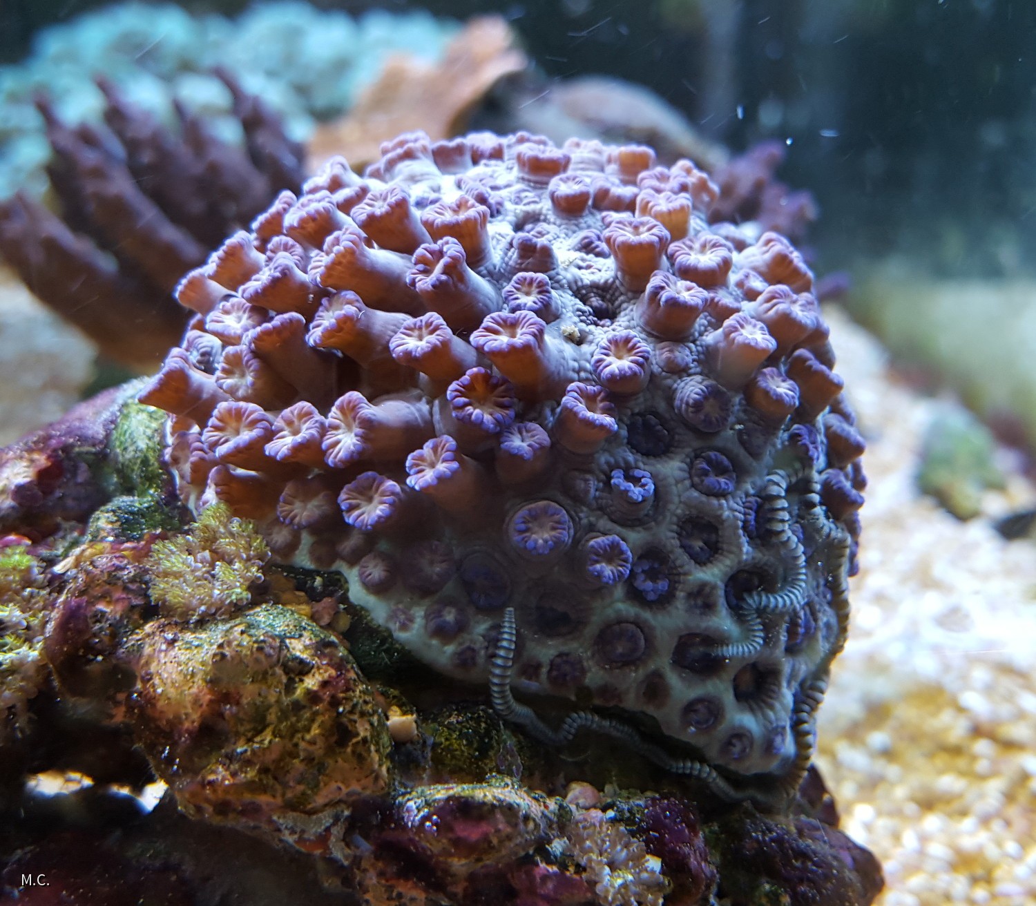 20160109_Goniopora