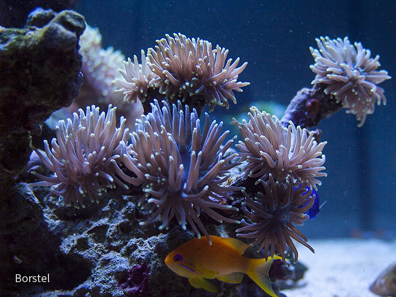 euphyllia
