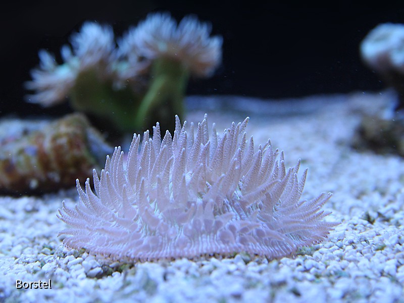 fungia
