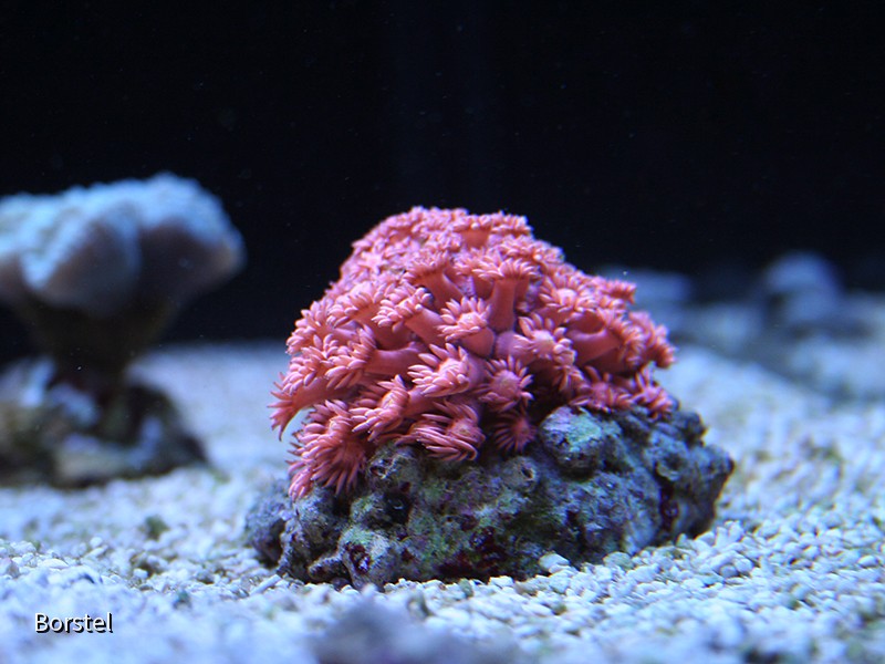 goniopora