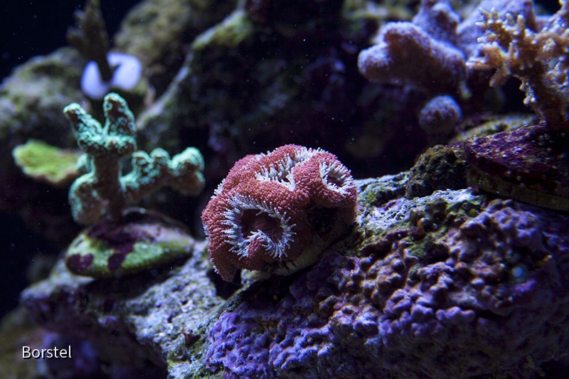 acan