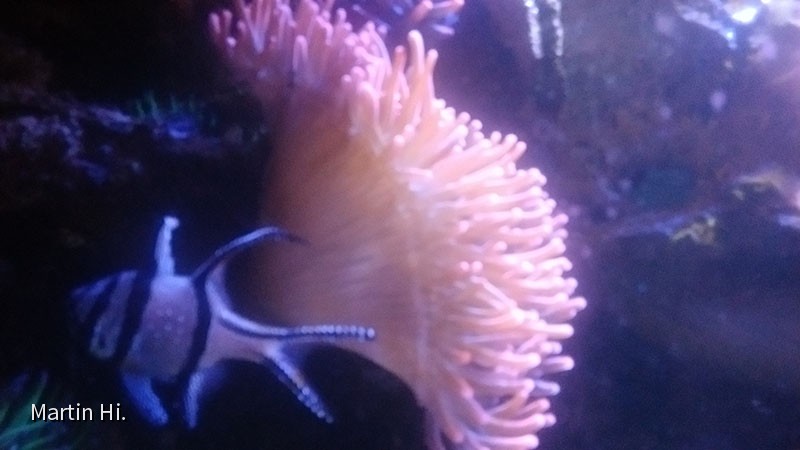 Entacmaea quadricolor
