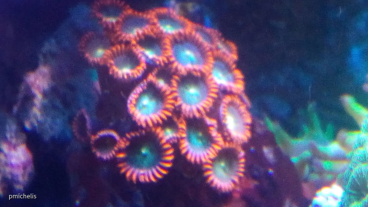 Korallen