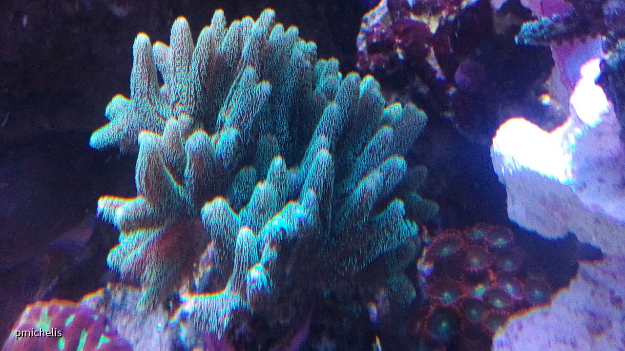 Korallen