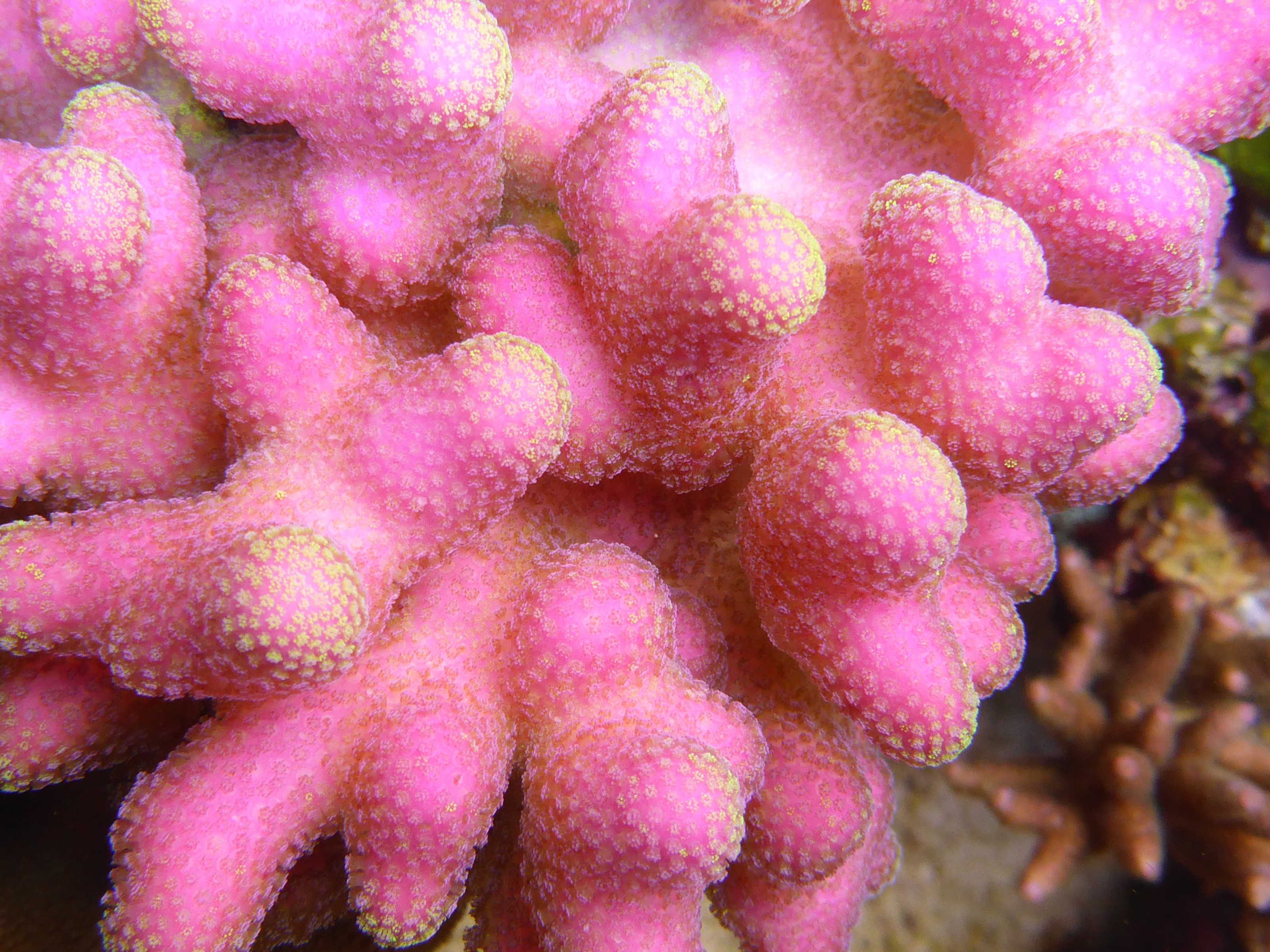 Stylophora Farbrausch