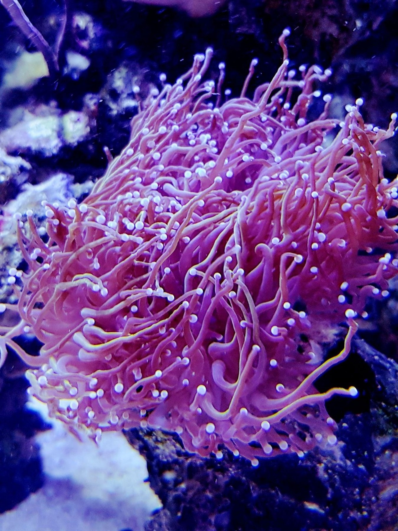 Euphyllia glabrescens golden torch
