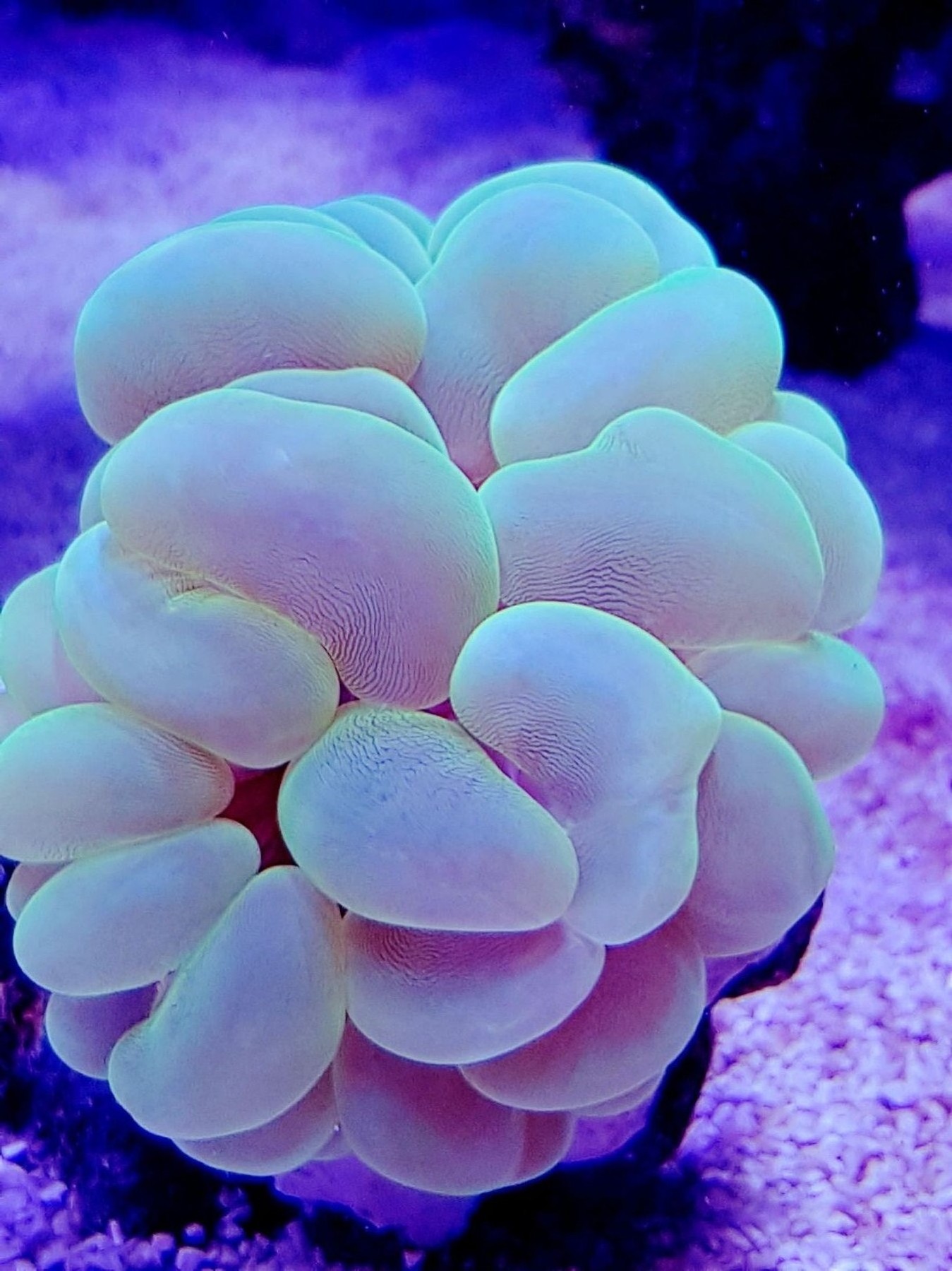 Plerogyra sinuosa