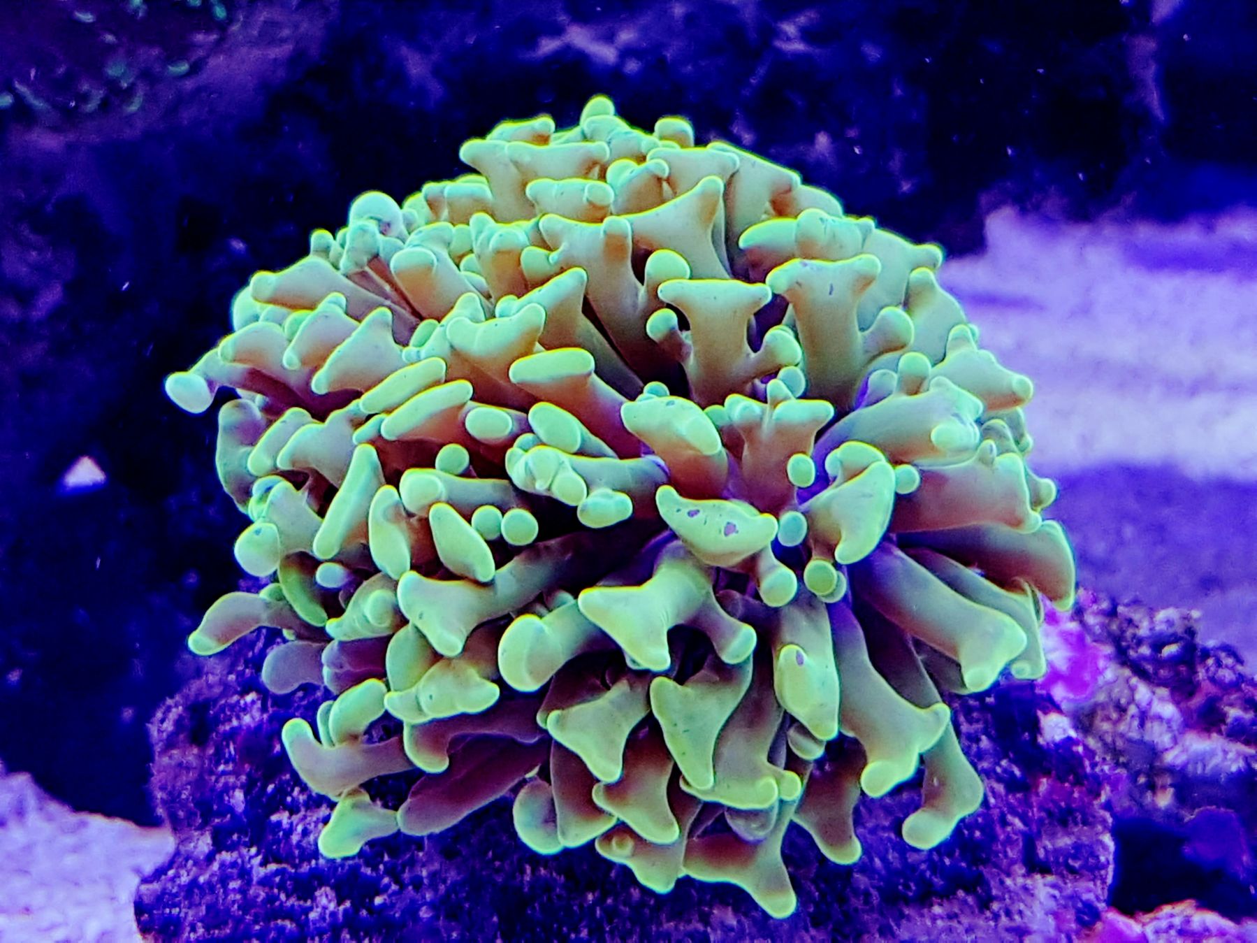 Euphyllia paraancora