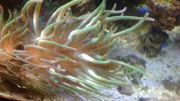 Cribrinopsis crassa