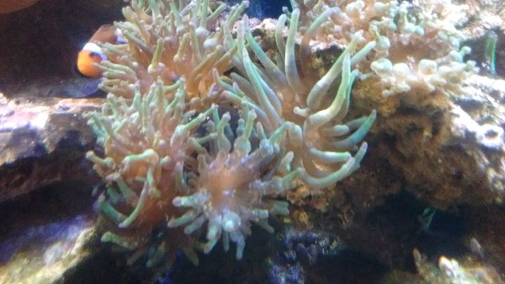 Cribrinopsis crassa