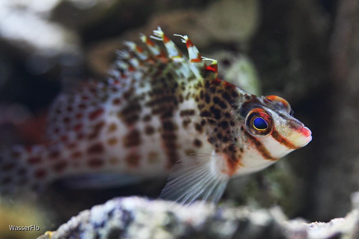 c.falco