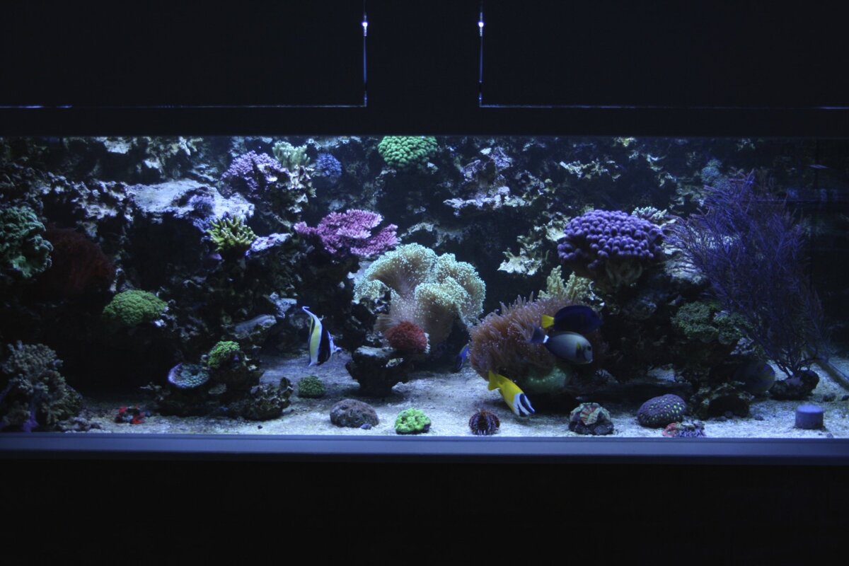 Mein 2000 Liter Aquarium bis 2012