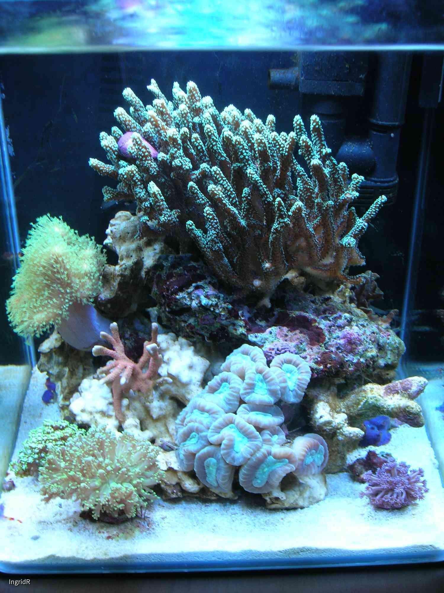 30 l Dennerle Cube, 04.10.13