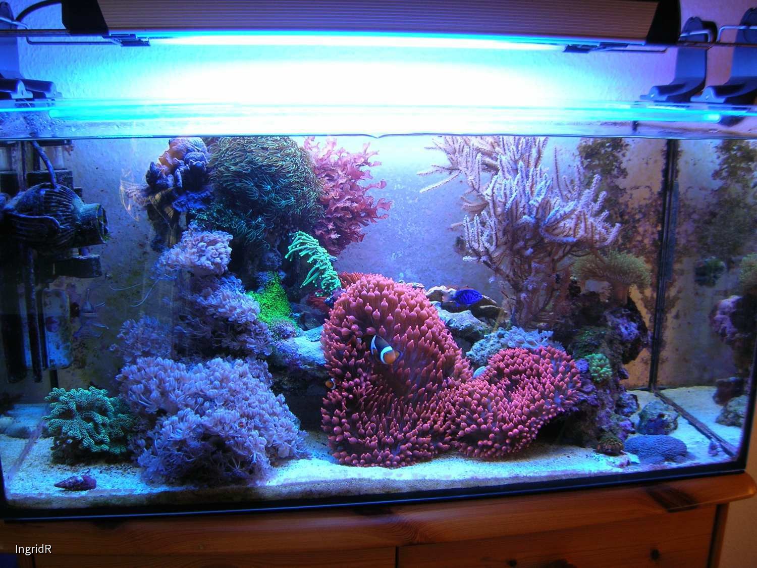 112 l Anemonenbecken, 14.10.13